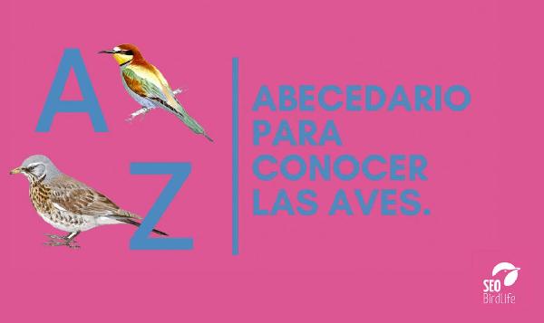 De la A la Z: una guía visual para conocer mejor las aves - SEO/BirdLife